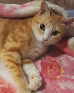 واگذاری گربه