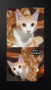 واگذاری گربه 6 ماهه