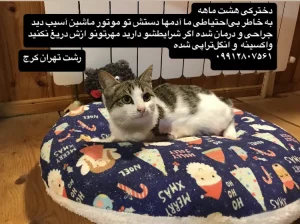 واگذاری گربه dsh امداد شده