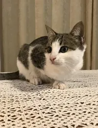 واگذاری گربه dsh امداد شده در انزلی