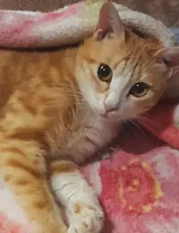 واگذاری ۴ تابچه گربه ۶ ماهه