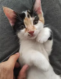 واگذاری ۵ بچه گربه