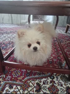 گمشدن سگ پامر