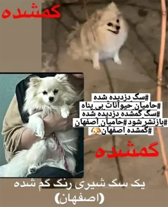 گمشدن سگ پامرانین