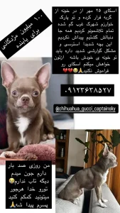 گمشدن چیواوا در تهران