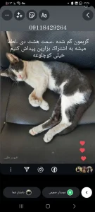 گمشدن گربه dsh