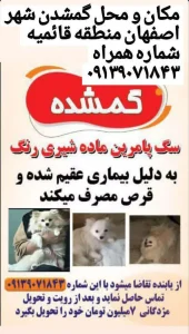 گمشده سگ پامرانین - اصفهان