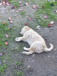 واگذاری سگ ماسال