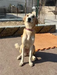 واگذاری سگ میکس بومی