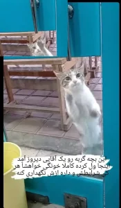 واگذاری گربه بومی در رشت