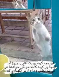 واگذاری گربه بومی - رشت