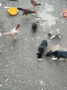 چند توله سگ باهوش گله ومحلی
