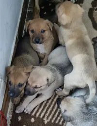 ۵ توله سگ گیلداگ در رشت
