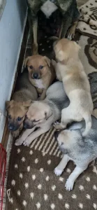 ۵توله سگ گیلداگ در رشت