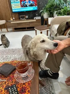 واگذاری سگ حمایتی در رشت
