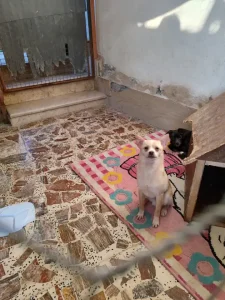 واگذاری سگ دورگه کوچک