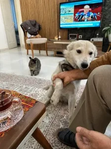واگذاری سگ نجات یافته شده در رشت