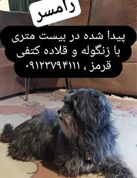 پیدا شدن سگ - رامسر