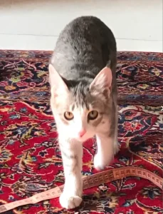 گربه گمشده