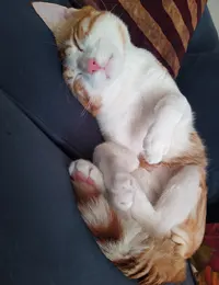 گربه dsh زرد و سفید