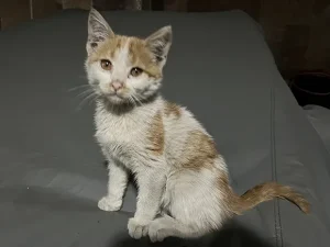 واگذاری بچه گربه مهربون