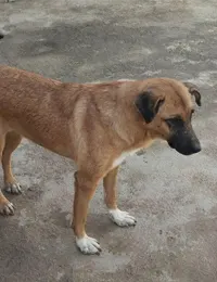 واگذاری سگ نگهبان