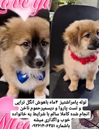 واگذاری سگ پامراشپیتز در تهران