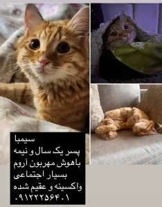 واگذاری گربه