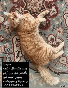 واگذاری گربه DLH