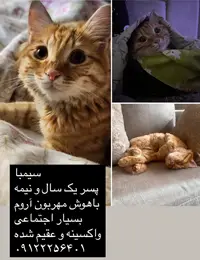 واگذاری گربه dlh در تهران