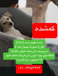 گم شدن سگ تریر