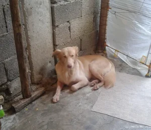 گمشده سگ هاسکی ژرمن
