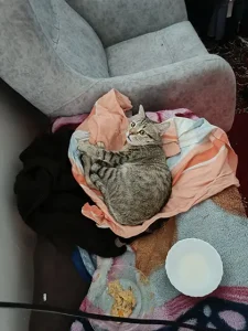 DSH گربه