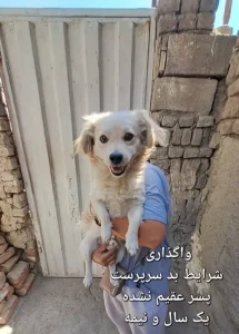 سگ اشپیتز