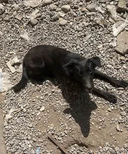 واگذاری سگ بومی