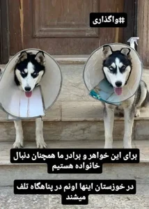 واگذاری هاسکی نجات یافته