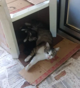 واگذاری گربه در مینودشت