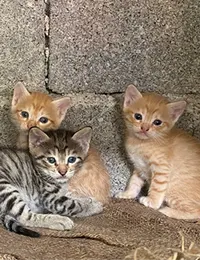 بچه گربه