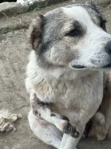 سگ بومی