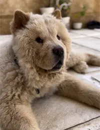 سگ چاوچاو