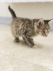 واگذاري گربه dsh