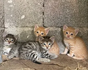 واگذاری بچه گربه