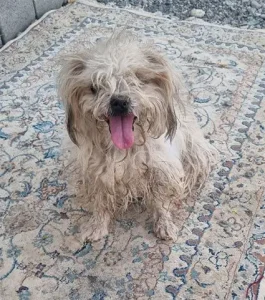 واگذاری سگ هرمزگان