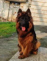 واگذاری سگ ژرمن شپرد