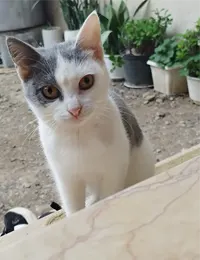 واگذاری گربه dsh