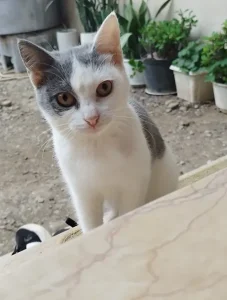 گربه dsh
