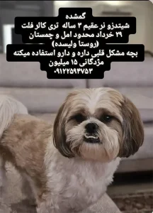 گمشدن سگ شیتزو در روستای ولیسده