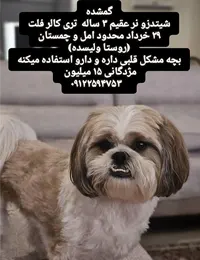 گمشدن سگ شیتزو در مازندران