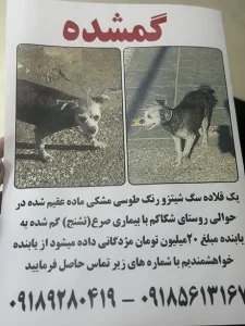 گمشده سگ در نزدیک لاهیجان