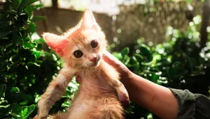 بچه گربه نیازمند خانواده